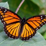 Butterflies: The Ritz-Carlton, Marina del Reyâs Most Delightful Residents