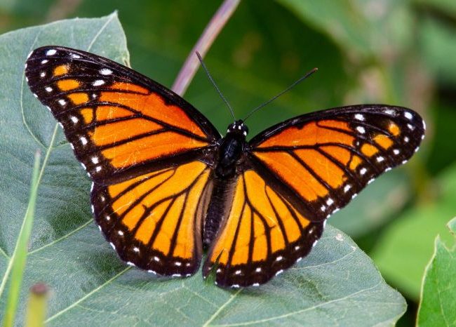 Butterflies: The Ritz-Carlton, Marina del Reyâs Most Delightful Residents