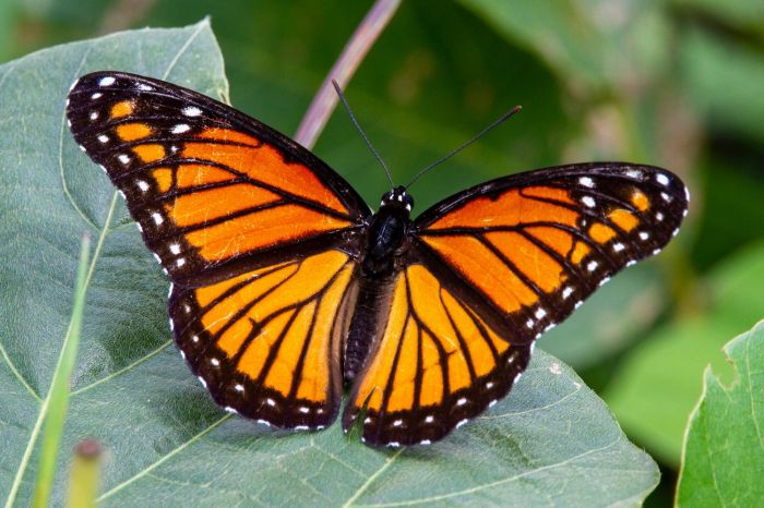 Butterflies: The Ritz-Carlton, Marina del Reyâs Most Delightful Residents